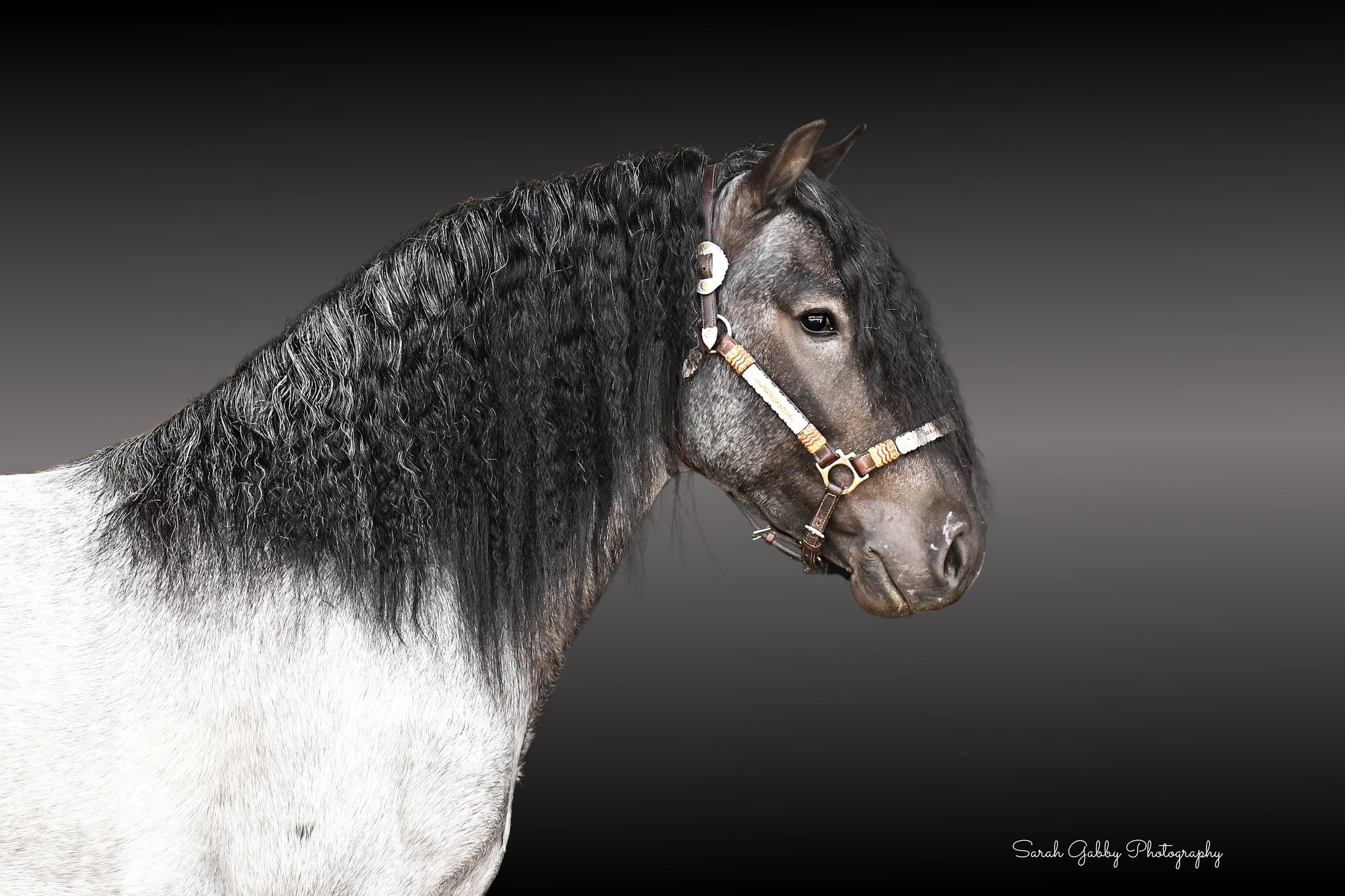RiverPointe Blue Moon - The Blue Roan Gypsy Vanner Horse